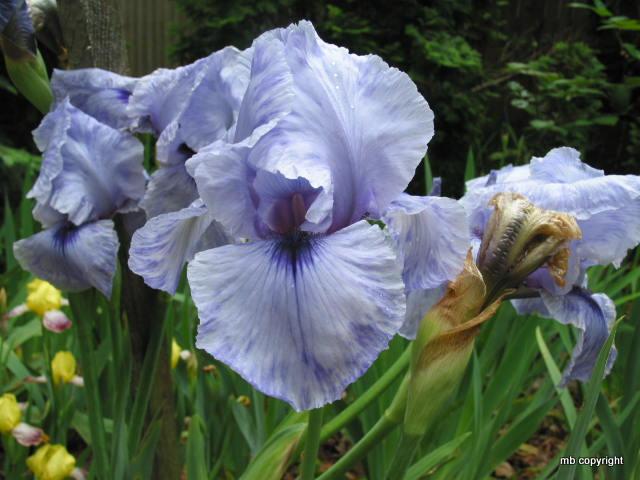 Photo of Arilbred Iris (Iris 'Mohr Pretender') uploaded by MargieNY