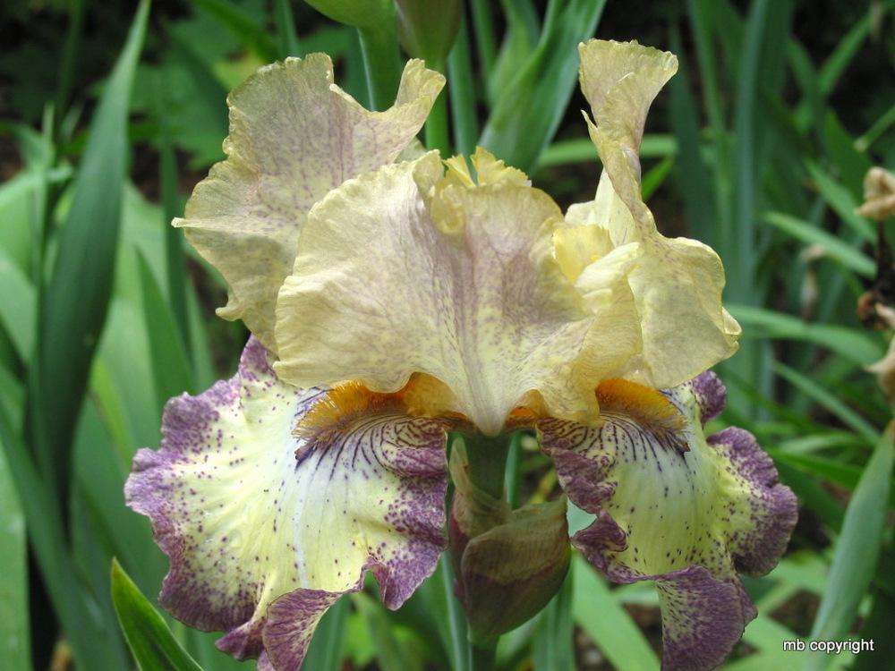 Photo of Tall Bearded Iris (Iris 'Ominous Stranger') uploaded by MargieNY