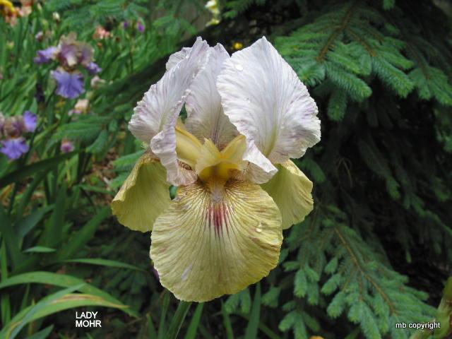 Photo of Arilbred Iris (Iris 'Lady Mohr') uploaded by MargieNY