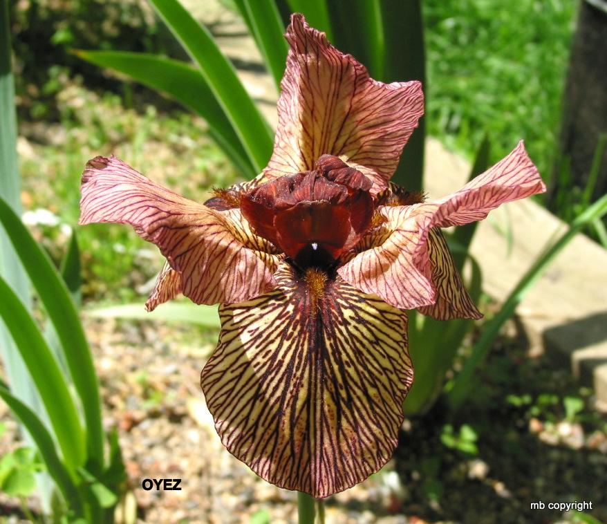 Photo of Arilbred Iris (Iris 'Oyez') uploaded by MargieNY