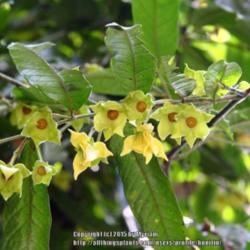 Location: Atlantic Rainforest, Paraty, Brazil
Date: 2015-01-11
Growing by the river.