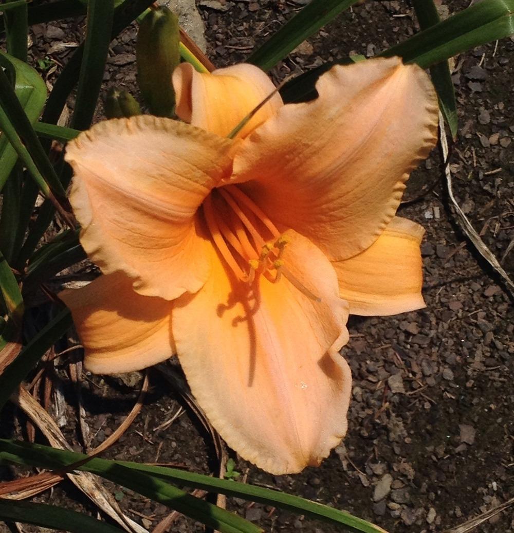 Photo of Daylily (Hemerocallis 'Evening Gown') uploaded by bxncbx