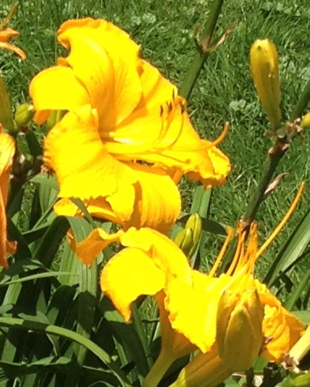 Photo of Daylily (Hemerocallis 'Mary's Gold') uploaded by bxncbx