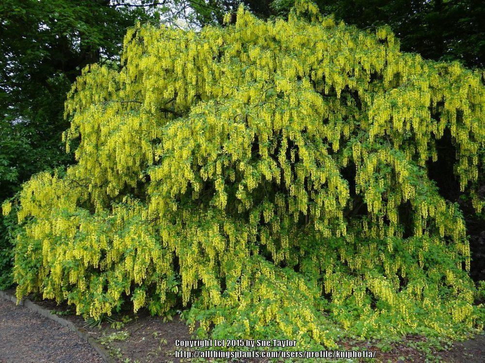 Photo of Golden Chain Tree (Laburnum anagyroides) uploaded by kniphofia