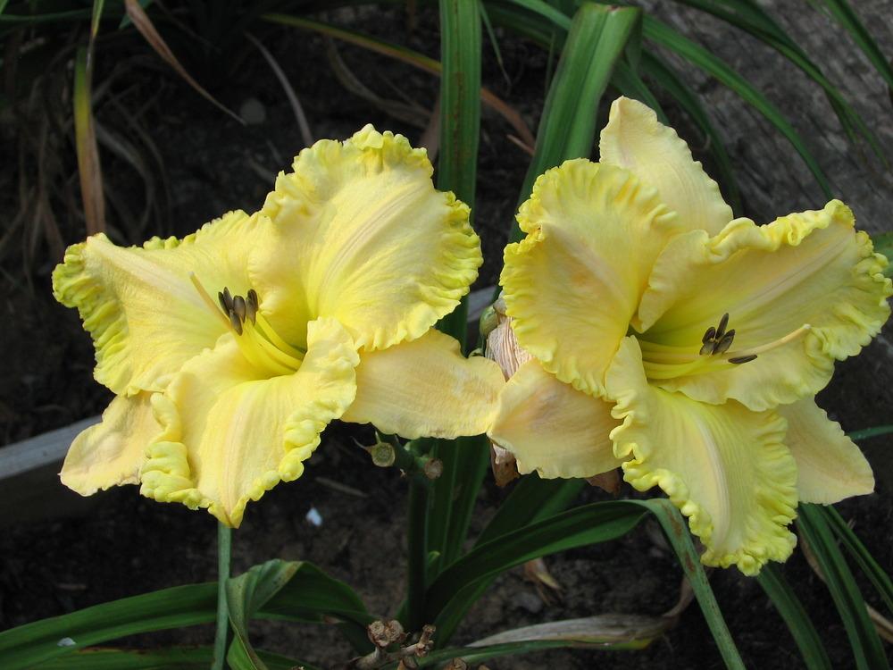 Photo of Daylily (Hemerocallis 'Pleats and Puckers') uploaded by tgarden711