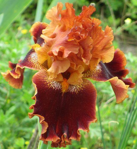 Photo of Tall Bearded Iris (Iris 'Copatonic') uploaded by Calif_Sue