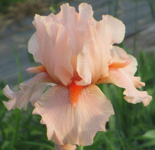 Photo of Tall Bearded Iris (Iris 'Coral Pincushion') uploaded by Calif_Sue