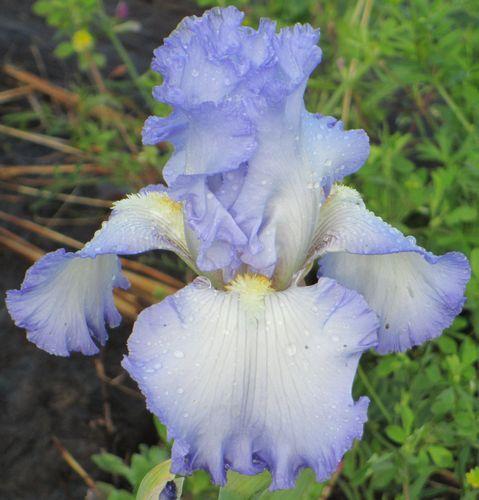 Photo of Tall Bearded Iris (Iris 'Cloud Ballet') uploaded by Calif_Sue