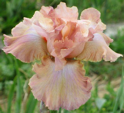 Photo of Tall Bearded Iris (Iris 'Clearly Dearly Done') uploaded by Calif_Sue