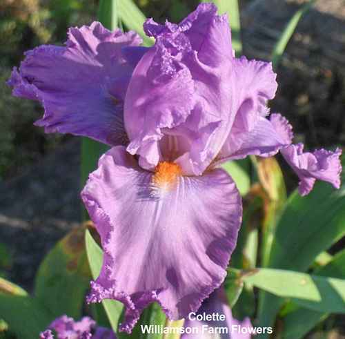 Photo of Tall Bearded Iris (Iris 'Colette') uploaded by Calif_Sue
