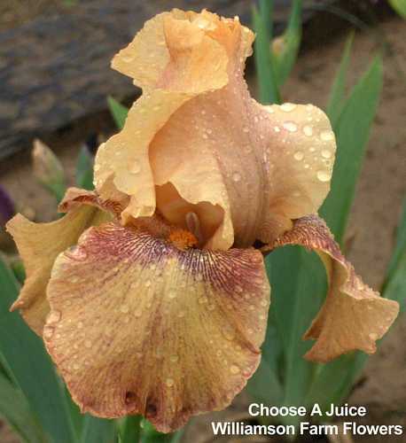 Photo of Tall Bearded Iris (Iris 'Choose a Juice') uploaded by Calif_Sue