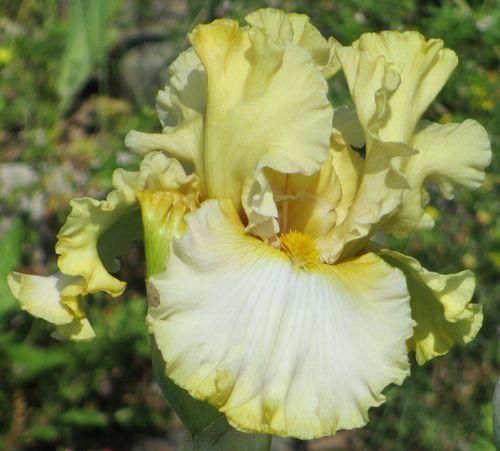 Photo of Tall Bearded Iris (Iris 'Colorado Bonanza') uploaded by Calif_Sue