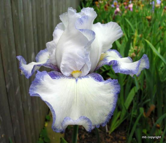 Photo of Tall Bearded Iris (Iris 'Snowbrook') uploaded by MargieNY