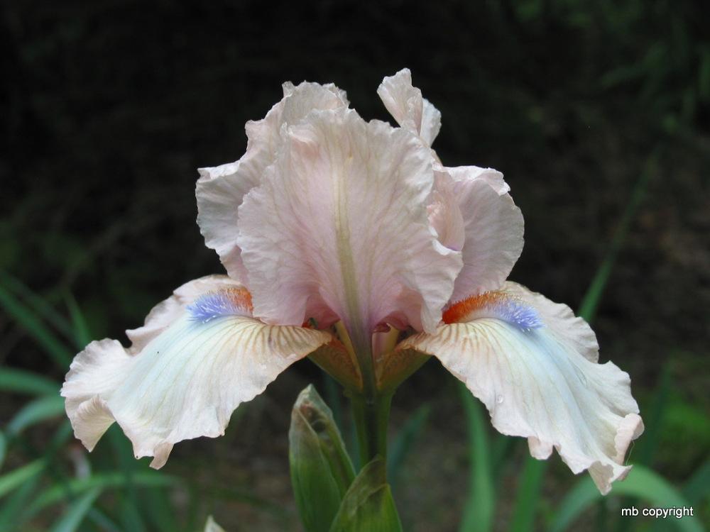 Photo of Intermediate Bearded Iris (Iris 'Softly') uploaded by MargieNY