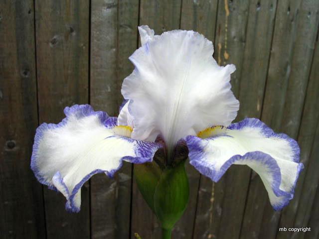 Photo of Tall Bearded Iris (Iris 'Snowbrook') uploaded by MargieNY
