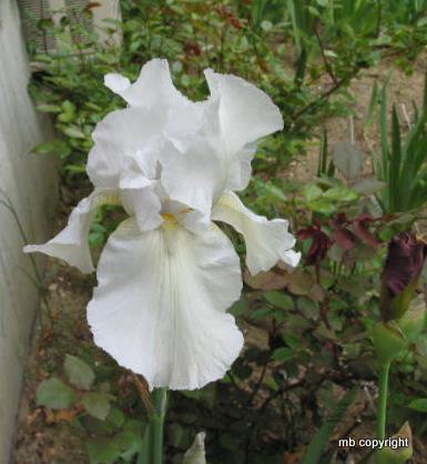 Photo of Arilbred Iris (Iris 'Purissamohr') uploaded by MargieNY