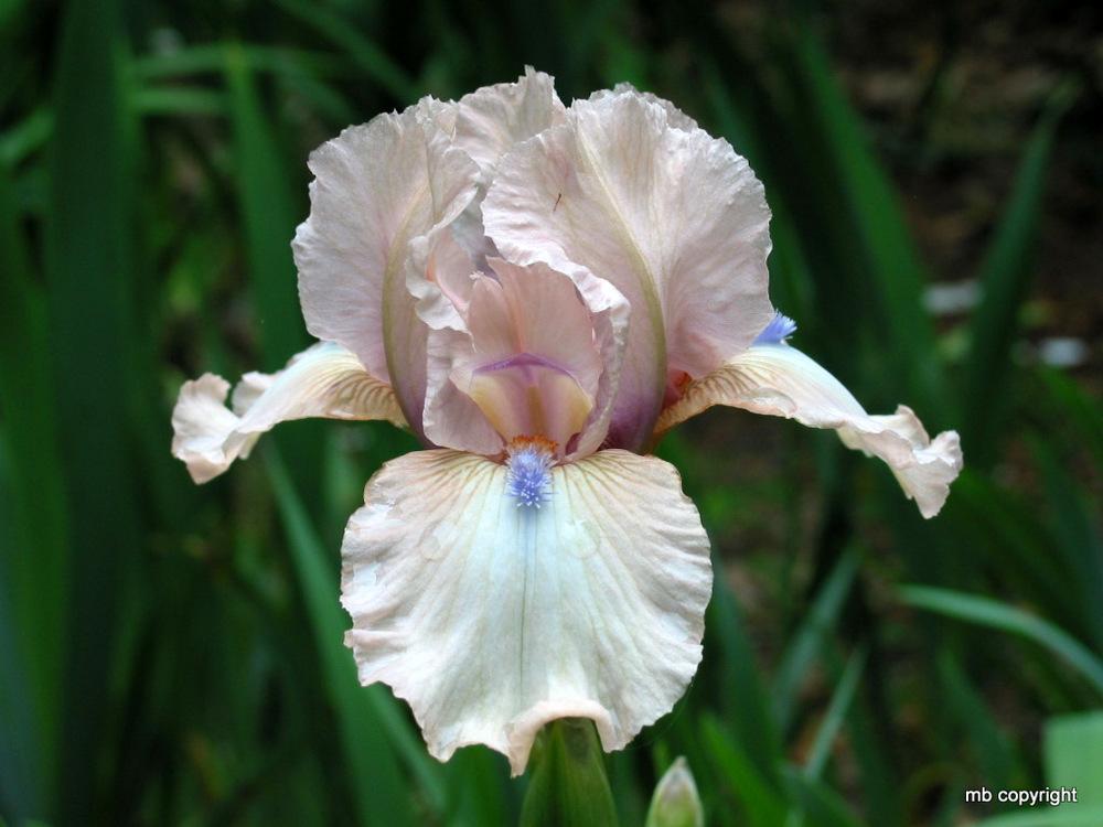 Photo of Intermediate Bearded Iris (Iris 'Softly') uploaded by MargieNY
