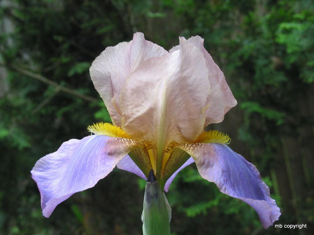 Photo of Tall Bearded Iris (Iris 'President Pilkington') uploaded by MargieNY