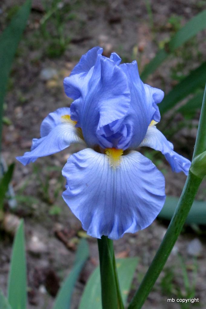 Photo of Tall Bearded Iris (Iris 'Sky and Sun') uploaded by MargieNY