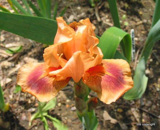 Photo of Intermediate Bearded Iris (Iris 'Pink Pele') uploaded by MargieNY