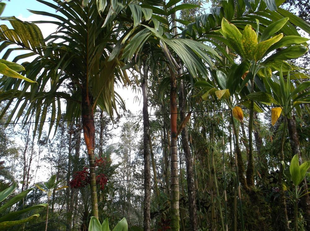 Photo of Orange Crownshaft Palm (Areca vestiaria) uploaded by Metrosideros