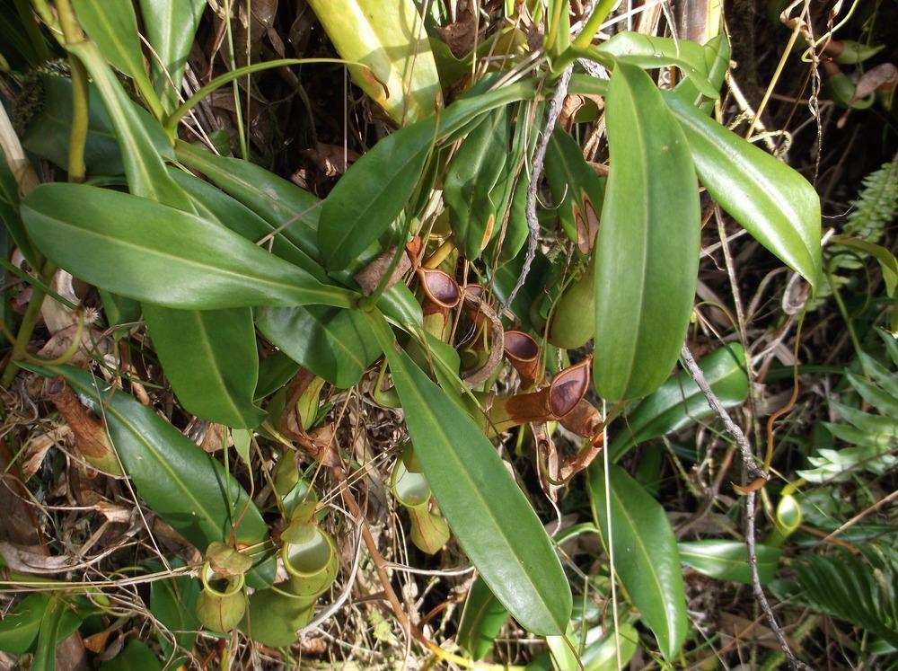 Photo of Winged Pitcher Plant (Nepenthes alata) uploaded by Metrosideros