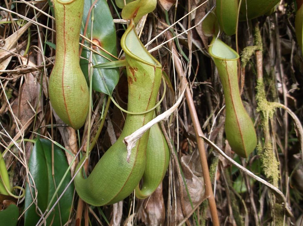 Photo of Winged Pitcher Plant (Nepenthes alata) uploaded by Metrosideros