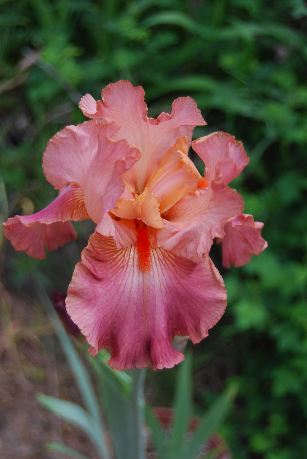 Photo of Tall Bearded Iris (Iris 'Role Model') uploaded by Phillipb2