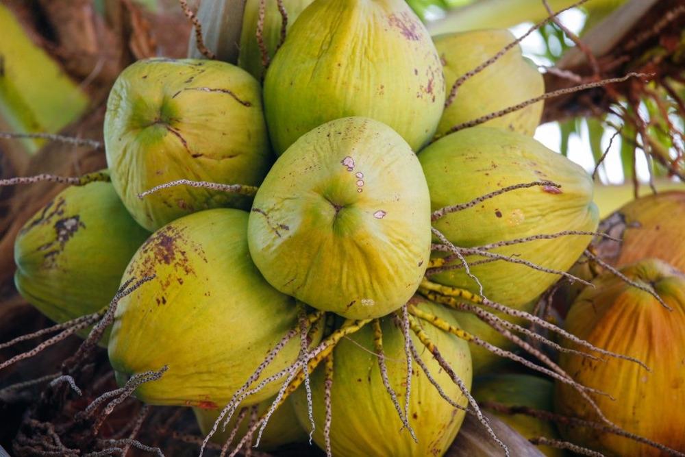 Photo of Coconut Palm (Cocos nucifera) uploaded by admin