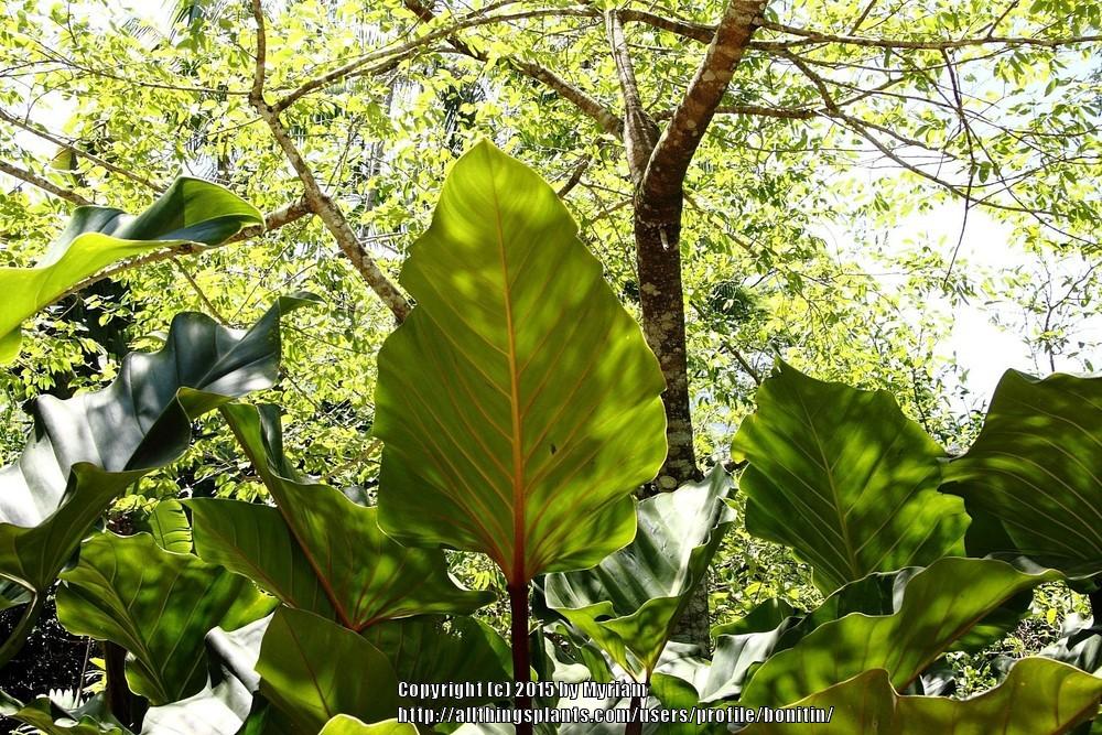 Photo of Philodendron melinonii uploaded by bonitin