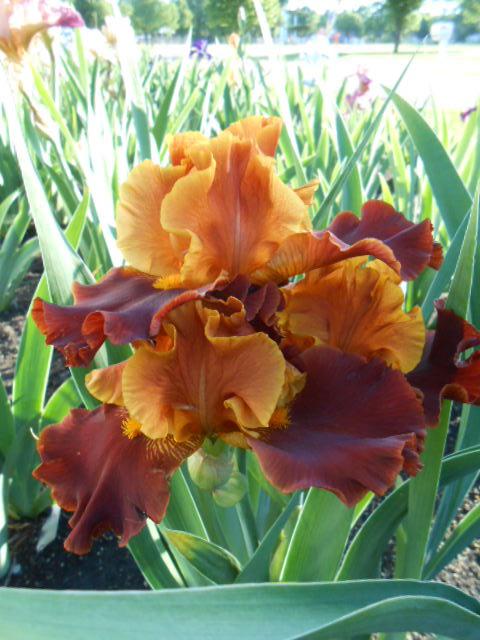 Photo of Tall Bearded Iris (Iris 'Colorado Expressions') uploaded by crowrita1