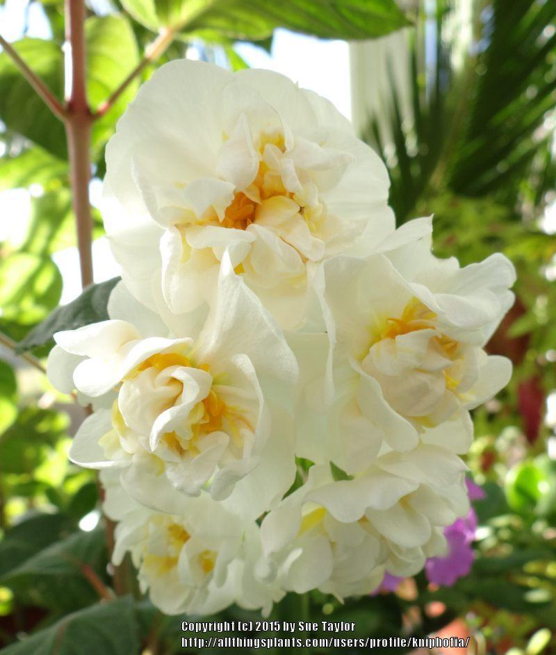 Photo of Double Daffodil (Narcissus 'Bridal Crown') uploaded by kniphofia