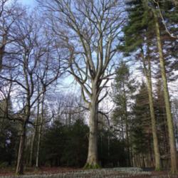 Location: Wallington Hall, Northumberland, UK
Date: 2015-02-24
Known as the "Blackett Beech" this is one of the tallest trees at