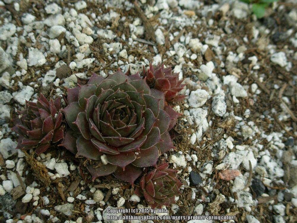 Photo of Hen and Chicks (Sempervivum 'Cupream') uploaded by springcolor