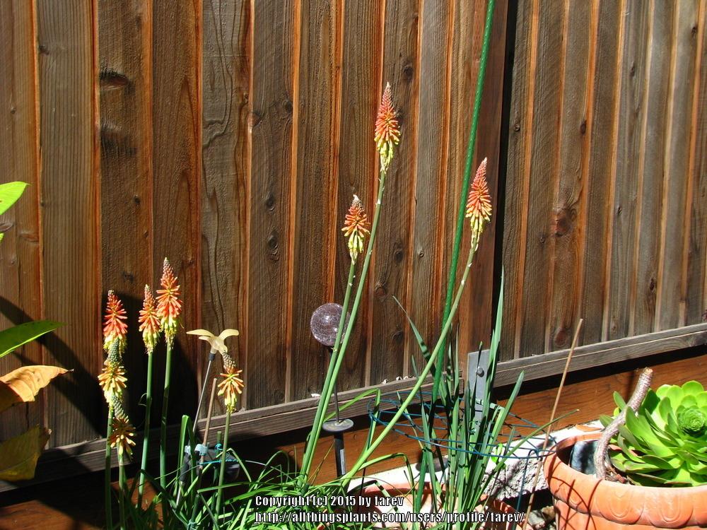 Photo of Red Hot Poker (Kniphofia sarmentosa) uploaded by tarev