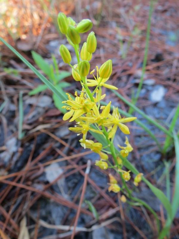 Photo of Yellow sunny-bell (Schoenolirion croceum) uploaded by Horntoad