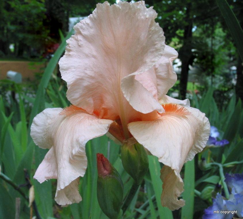 Photo of Tall Bearded Iris (Iris 'Trust') uploaded by MargieNY