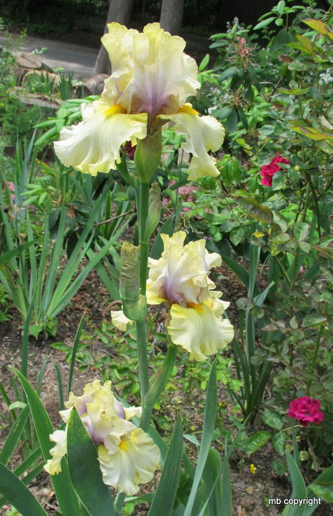 Photo of Tall Bearded Iris (Iris 'Trade Secret') uploaded by MargieNY