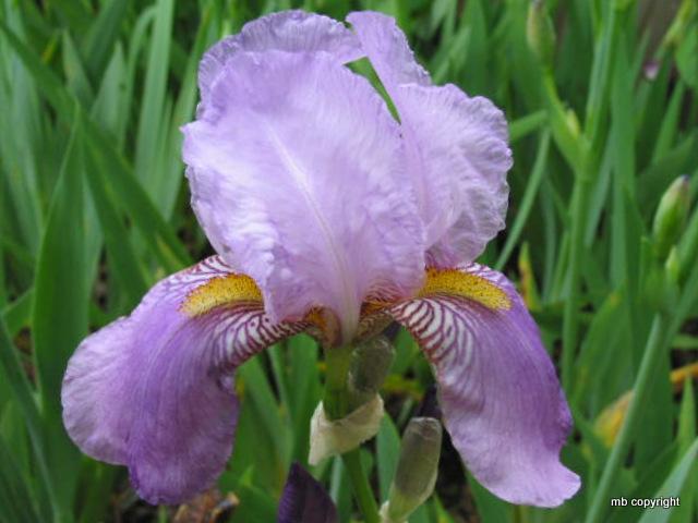 Photo of Tall Bearded Iris (Iris 'Susan Bliss') uploaded by MargieNY