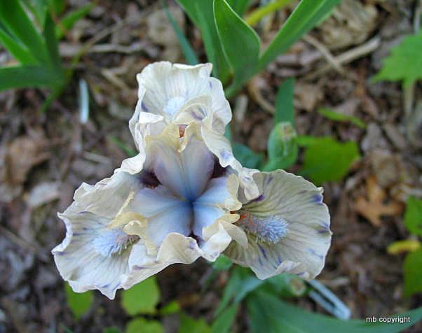 Photo of Standard Dwarf Bearded Iris (Iris 'Touch of Mink') uploaded by MargieNY