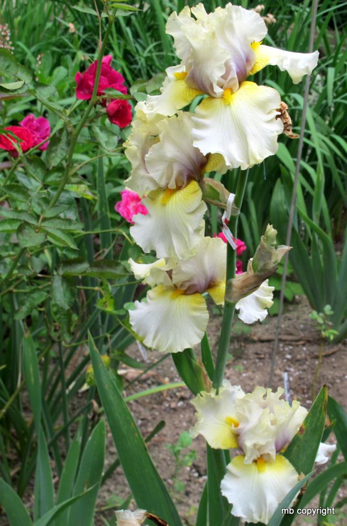 Photo of Tall Bearded Iris (Iris 'Trade Secret') uploaded by MargieNY