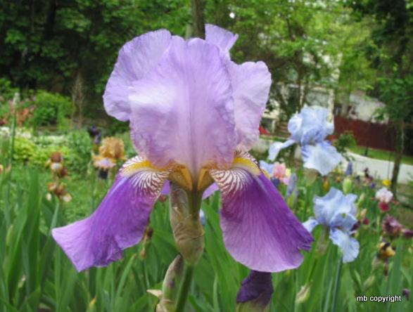 Photo of Tall Bearded Iris (Iris 'Susan Bliss') uploaded by MargieNY