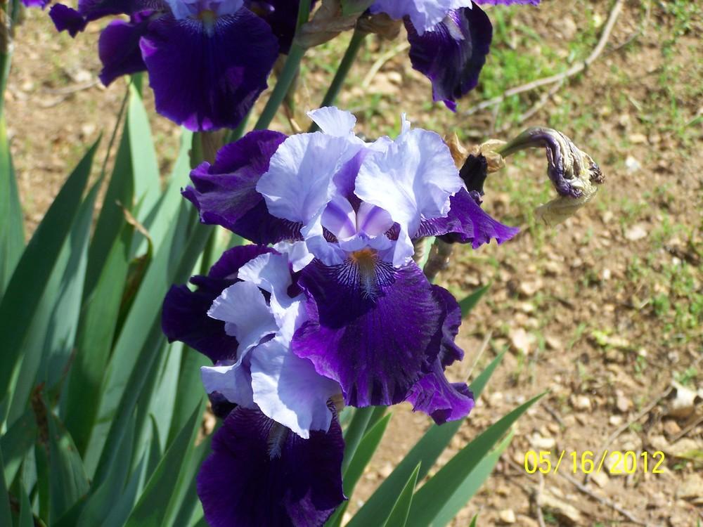 Photo of Tall Bearded Iris (Iris 'Change of Millennium') uploaded by Misawa77