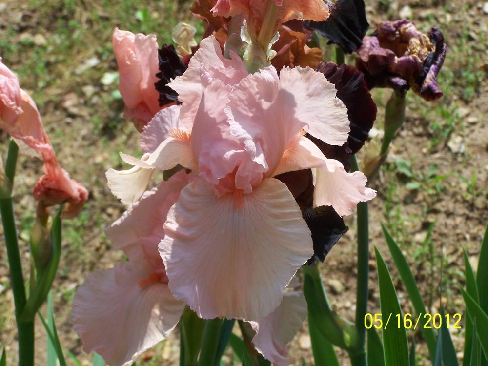 Photo of Tall Bearded Iris (Iris 'Hunter Pink') uploaded by Misawa77