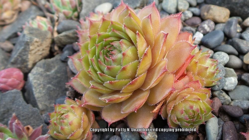 Photo of Hen and Chicks (Sempervivum 'Mitchell's Gold') uploaded by Patty