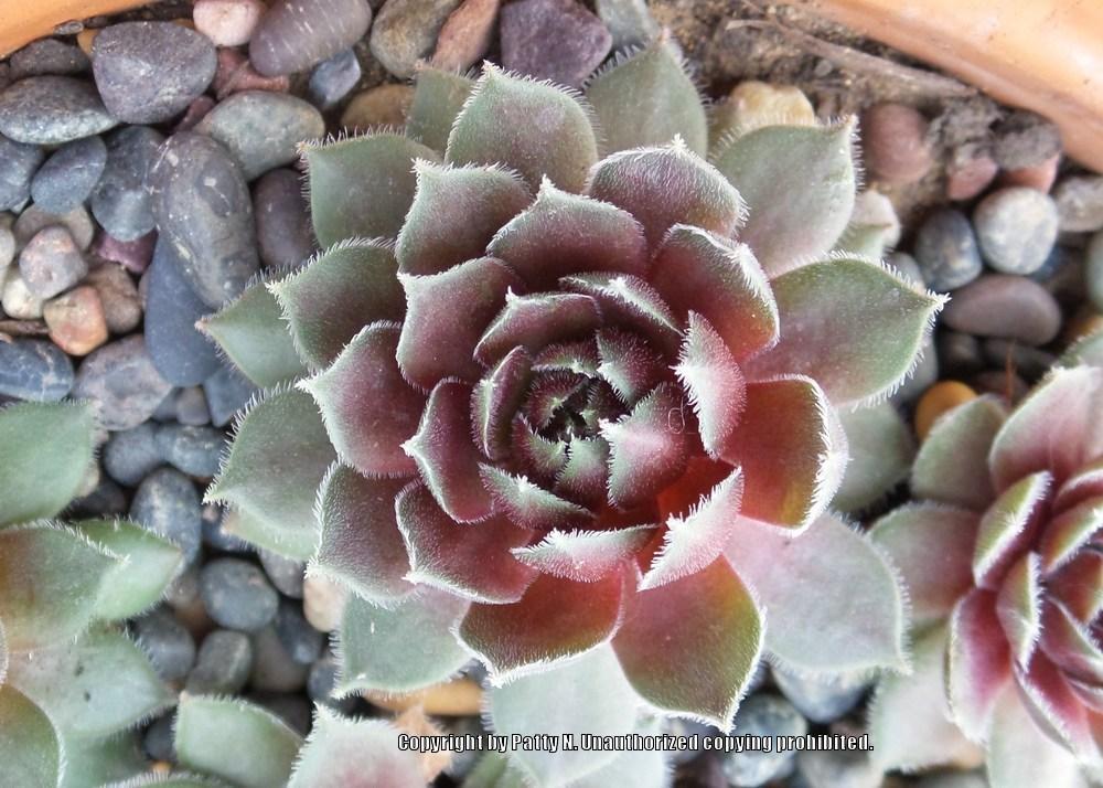 Photo of Hen and Chicks (Sempervivum 'Ruby Heart') uploaded by Patty