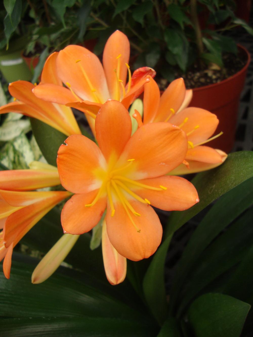 Photo of Clivia Lily (Clivia miniata 'Belgian Hybrid') uploaded by Paul2032