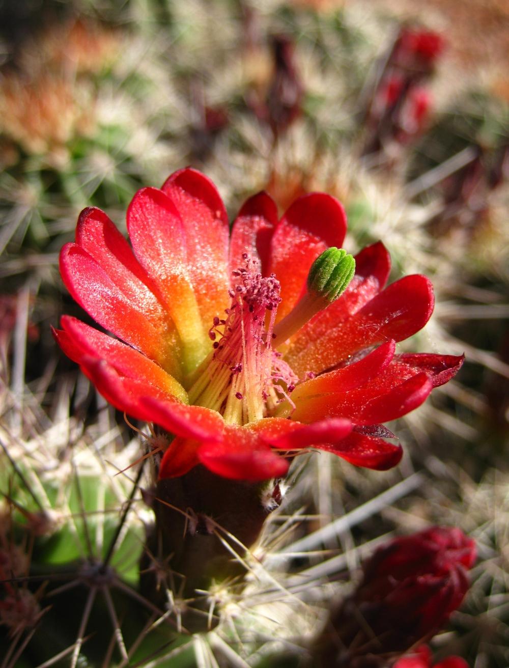 Photo of Claretcup Cactus (Echinocereus triglochidiatus) uploaded by admin