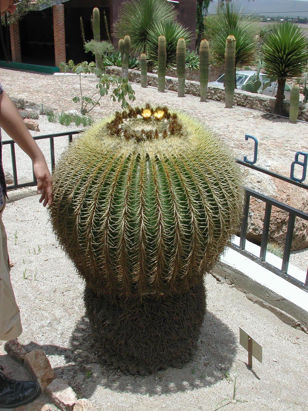 Photo of Golden Barrel Cactus (Kroenleinia grusonii) uploaded by admin