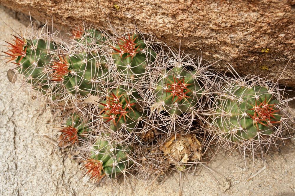 Photo of Claretcup Cactus (Echinocereus triglochidiatus) uploaded by admin